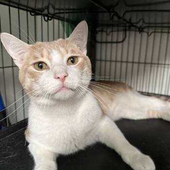 Domestic Short Hair Cats Available for Adoption - Theodore | PetCurious