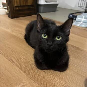 Marion -  Domestic Short Hair Cat for Adoption in Chicago, Illinois - Marion | PetCurious