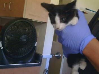 BANDERA -  Domestic Short Hair Cat for Adoption in Sacramento, California - BANDERA | PetCurious
