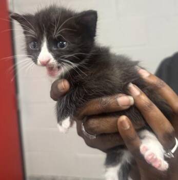 Domestic Short Hair Cats Available for Adoption in West Chester, Pennsylvania - Amalia | PetCurious