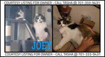 Joey - COURTESY LISTING -  Maine Coon Cat for Adoption in Valley City, North Dakota - Joey - COURTESY LISTING | PetCurious