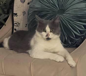 Tami -  Domestic Short Hair Cat for Adoption in South Pasadena, California - Tami | PetCurious