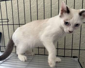 Sand Wedge -  Domestic Short Hair and Siamese Cat for Adoption in Alafaya, Florida - Sand Wedge | PetCurious