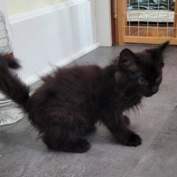 Snuggle -  Domestic Medium Hair Cat for Adoption in Coos Bay, Oregon - Snuggle | PetCurious