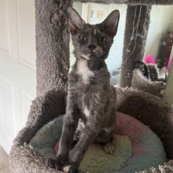 Olivia -  Devon Rex and Domestic Short Hair Cat for Adoption in Manchester, Maryland - Olivia | PetCurious
