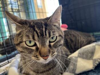 Honey -  Domestic Short Hair Cat Available for Adoption in City Of Industry, California - Honey | PetCurious