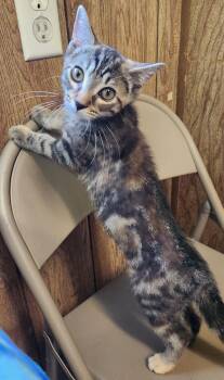 Gale -  Tabby Cat for Adoption in Linden, New Jersey - Gale | PetCurious