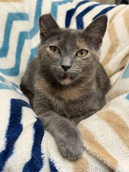 Domestic Short Hair Cats Available for Adoption - Spooky | PetCurious