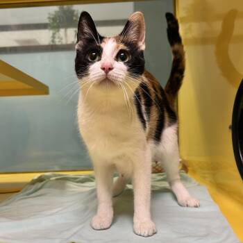 Morgause -  Domestic Short Hair Cat for Adoption in Abilene, Texas - Morgause | PetCurious