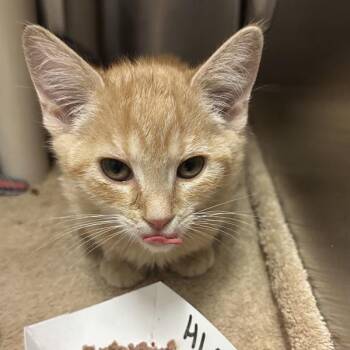 Toad -  Domestic Short Hair Cat for Adoption in Walnut Creek, California - Toad | PetCurious