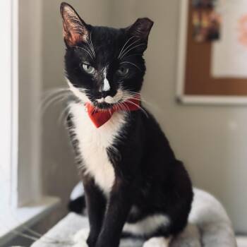 Forte -  Domestic Short Hair Cat for Adoption in Evanston, Illinois - Forte | PetCurious