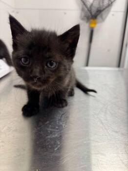 Domestic Short Hair Cats Available for Adoption in Sevierville, Tennessee - Big Bird | PetCurious