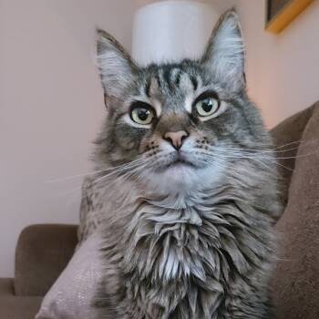 Rescue Domestic Long Hair Cats for Adoption in Lakewood, Colorado - Amelia | PetCurious