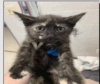 Paisley -  Domestic Short Hair Cat for Adoption in Ruskin, Florida - Paisley | PetCurious