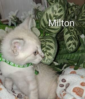 Milton -  Domestic Short Hair Cat for Adoption in Redondo Beach, California - Milton | PetCurious