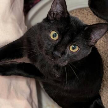 Paloma -  Domestic Short Hair Cat for Adoption in Woodstock, Illinois - Paloma | PetCurious