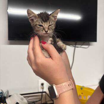 Olivine -  Domestic Short Hair Cat for Adoption in Tulsa, Oklahoma - Olivine | PetCurious