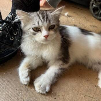 Davis Coming In -  Domestic Medium Hair Cat for Adoption in Clifton, New Jersey - Davis Coming In | PetCurious