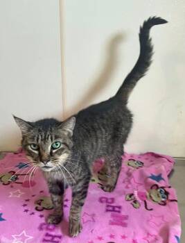 Oatmeal - tabby with green eyes in foster care -  Domestic Short Hair Cat for Adoption in Mitchell, South Dakota - Oatmeal - Tabby With Green Eyes In Foster Care | PetCurious
