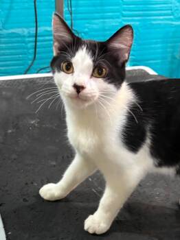Dr. Seuss -  Domestic Short Hair Cat for Adoption in Sioux Falls, South Dakota - Dr. Seuss | PetCurious