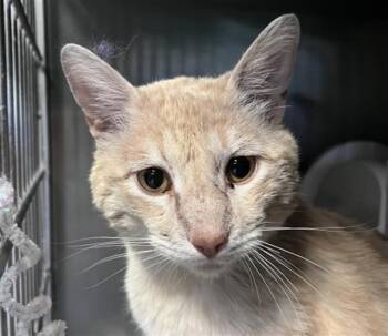 Domestic Short Hair Cats Available for Adoption in San Bernardino, California - BODHI | PetCurious