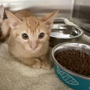 Freddy -  Domestic Short Hair Cat for Adoption in Jupiter, Florida - Freddy | PetCurious
