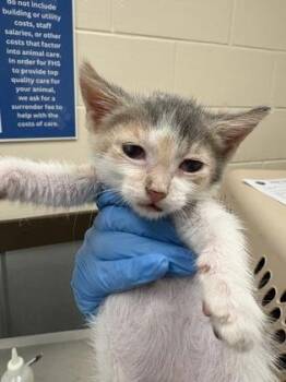 Honey -  Domestic Short Hair Cat for Adoption in Palm Coast, Florida - Honey | PetCurious