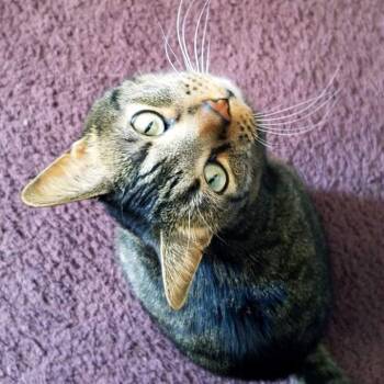 Domestic Short Hair Cats Available for Adoption - Jerry | PetCurious