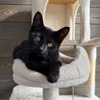 Rescue Domestic Short Hair Cats for Adoption in Evansville, Indiana - Harvest | PetCurious