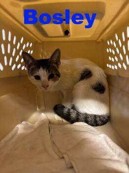 Rescue Domestic Short Hair Cats for Adoption in Westbury, New York - Bosley Laurelton | PetCurious