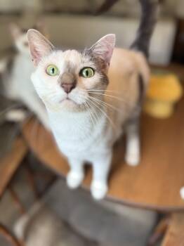 Nova -  Domestic Short Hair Cat for Adoption in Royalton, Illinois - Nova | PetCurious