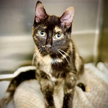 Alani- 53624 -  Domestic Short Hair Cat for Adoption in Columbia, Maryland - Alani- 53624 | PetCurious