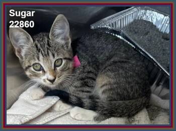 SUGAR (see also SPICE and HONEY) -  Domestic Short Hair and Tabby Cat for Adoption in Marietta, Georgia - SUGAR (see Also SPICE And HONEY) | PetCurious