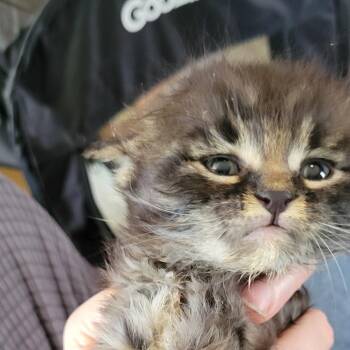 Chirp -  Domestic Short Hair Cat Available for Adoption in Milan, Illinois - Chirp | PetCurious