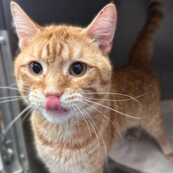Sea Jay -  Domestic Short Hair Cat for Adoption in Davenport, Iowa - Sea Jay | PetCurious