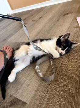 Ahsoka - Star Wars Litter -  Tuxedo Cat for Adoption in Anthem, Arizona - Ahsoka - Star Wars Litter | PetCurious