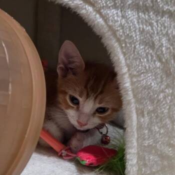Oliver -  Domestic Short Hair Cat for Adoption in Colorado Springs, Colorado - Oliver | PetCurious
