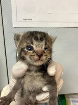 Domestic Short Hair Cats Available for Adoption in Jacksonville, Florida - MARSEILLE | PetCurious