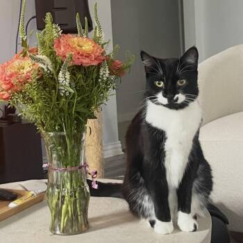 Tuxedo Cats Available for Adoption in Pearland, Texas - Cookie | PetCurious