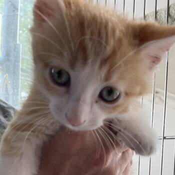 Domestic Medium Hair Cats Available for Adoption in Marion, Illinois - Cholula | PetCurious
