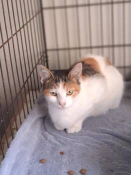 Trinket -  Domestic Short Hair Cat for Adoption in Lynchburg, Tennessee - Trinket | PetCurious