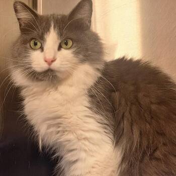 Domestic Medium Hair Cats Available for Adoption - Isles | PetCurious