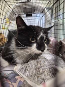 Domestic Long Hair and Domestic Short Hair Cats Available for Adoption - MICKEY | PetCurious