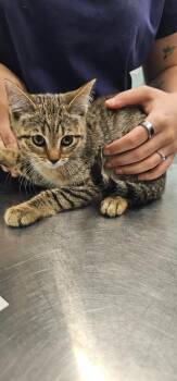 Harvey -  Domestic Short Hair Cat for Adoption in Athens, Tennessee - Harvey | PetCurious