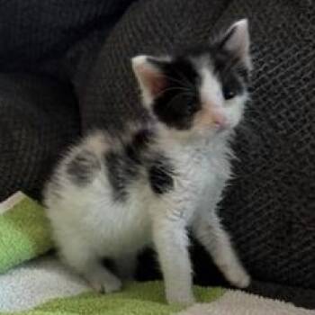 Domestic Short Hair Cats Available for Adoption in Liverpool, Texas - Maya | PetCurious