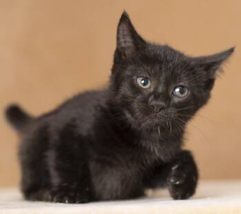 Stowaway -  Domestic Short Hair Cat for Adoption in Chicago, Illinois - Stowaway | PetCurious