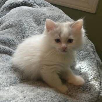 Butterfinger -  Domestic Short Hair Cat for Adoption in Indianapolis, Indiana - Butterfinger | PetCurious