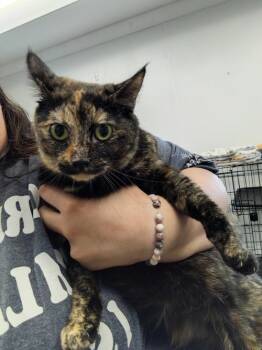 Domestic Short Hair Cats Available for Adoption in Republic, Missouri - Lucky | PetCurious