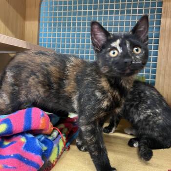 Mia & Mindy -  Domestic Short Hair Cat for Adoption in Manhattan, Kansas - Mia & Mindy | PetCurious