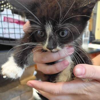 Oceania -  Domestic Short Hair Cat for Adoption in Lynchburg, Virginia - Oceania | PetCurious